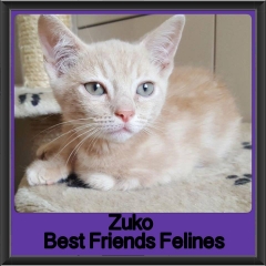 2018 - Zuko