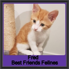 2018 - Fred