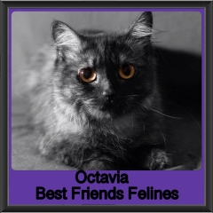 2018 - Octavia