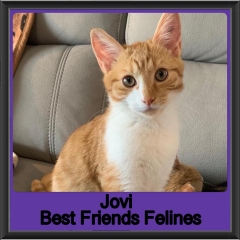 2019-Jovi1