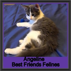 2018 - Angeline