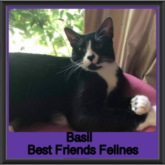 2018-Basil