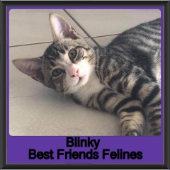 2018 - Blinky