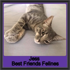 2018 - Jess2