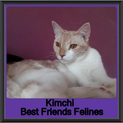 2018 - Kimchi
