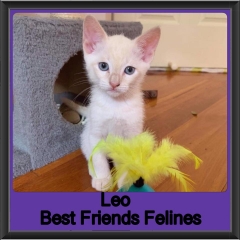 2018 - Leo