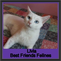 2018 - Livia1
