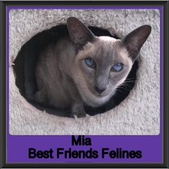 2018 - Mia
