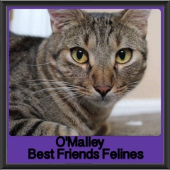 2018 - Omalley