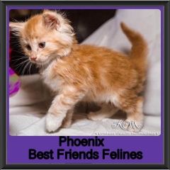 2018 - Phoenix