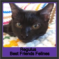 2018 - Regulus4