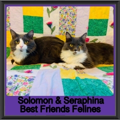 2018 - Solomon and Seraphina