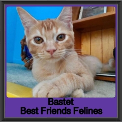 2019 - Bastet