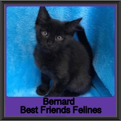 2019 - Bernard