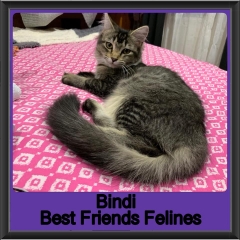 2019-Bindi1
