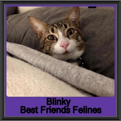 2019-Blinky