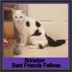 2019-Brinxton
