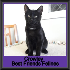 2019-Crowley