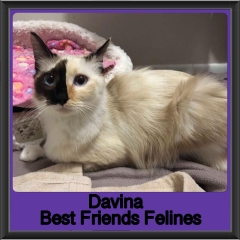 2019-Davinia
