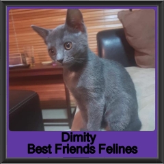 2019 - Dimity