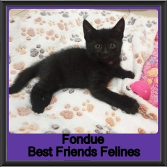 2019 - Fondue