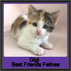 2019-Gigi