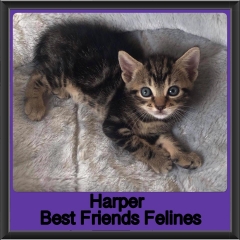 2019 - Harper