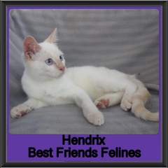 2019 - Hendrix