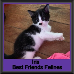 2019 - Iris
