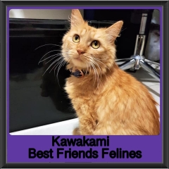 2019 - Kawakami