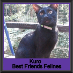 2019-Kuro2