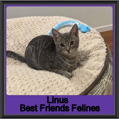 2019-Linus1