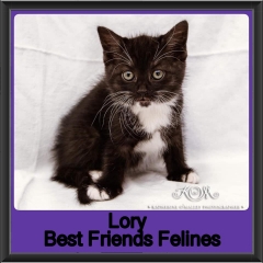 2019-Lory