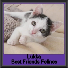 2019-Lukka