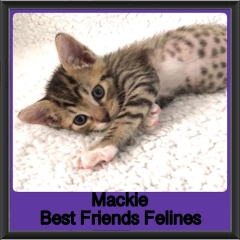 2019-Mackie
