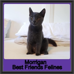 2019-Morrigan