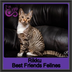 2019-Rikku1