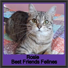 2019-Rosie4