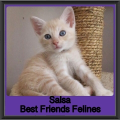2019-Salsa
