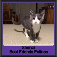 2019 - Shenzi1
