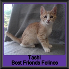 2019 - Tashi