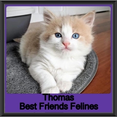 2019-Thomas
