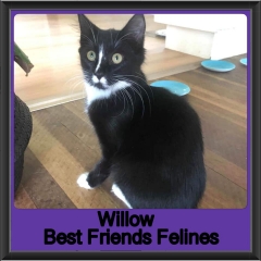 2019-Willow1