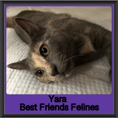 2019 - Yara1