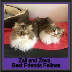 2019-Zali-and-Zeva