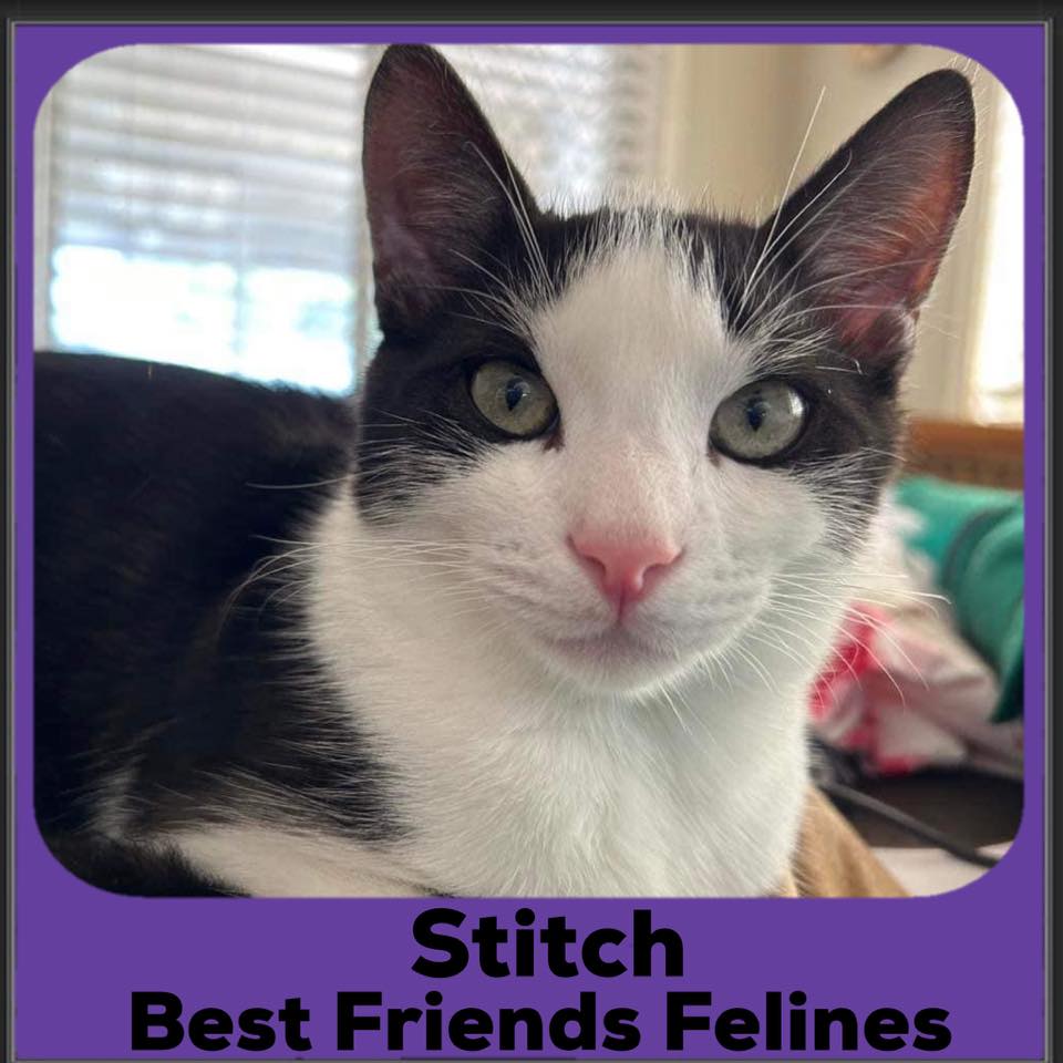 Kit Teens Best Friends Felines