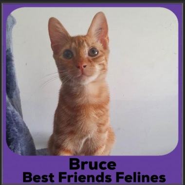 1_2023-Bruce