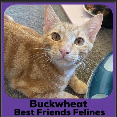 1_2023-Buckwheat