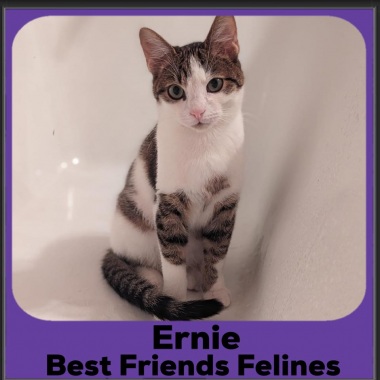 1_2023-Ernie