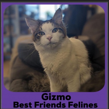 1_2023-Gizmo